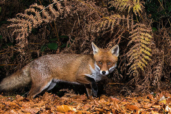 Red Fox In Autumnal Bracken And Beech Print by James Warwick