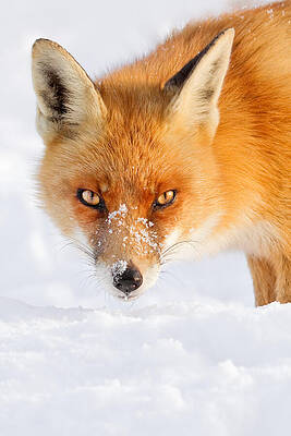 Red Fox in the Snow by Roeselien Raimond Red Fox in the Snow by Roeselien Raimond