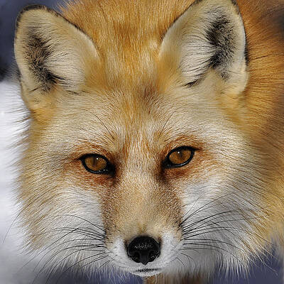 Red Fox Portrait by Rodney Campbell Red Fox Portrait by Rodney Campbell