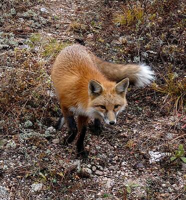 Wall Art - Photograph - Red Fox by Tranquil Light Photography