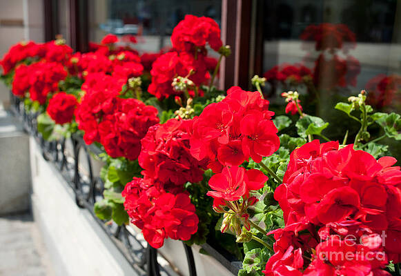 Bunches of vibrant red Pelargonium flowering by Arletta Cwalina Bunches of vibrant red Pelargonium flowering by Arletta Cwalina