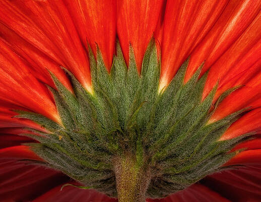 Red Gerber Daisy by Bob Coates Red Gerber Daisy by Bob Coates