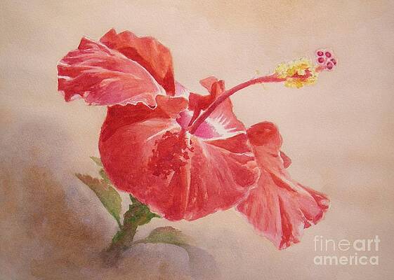 red hibiscus no.2 -SOLD by Lisa Pope red hibiscus no.2 -SOLD by Lisa Pope