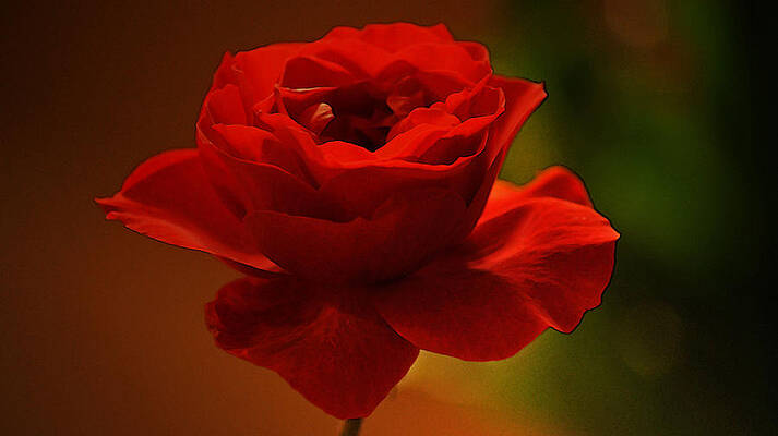 Red II by Daniele Smith Red II by Daniele Smith