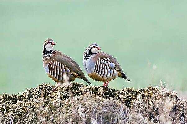 Wall Art - Photograph - Red-legged Partridges by Science Photo Library