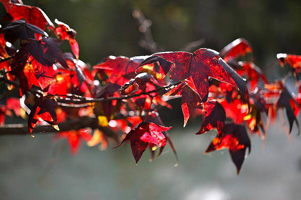 Red Maple by Jeffrey Byrd