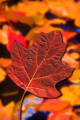 Wall Art - Painting - Red Maple Leaf on an Abstract Painting by John Haldane