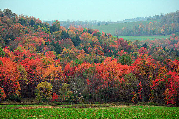 Red Maples by David Simons