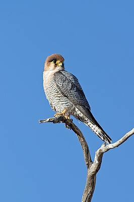 Wall Art - Photograph - Red-necked Falcon Perched On A Branch by Science Photo Library