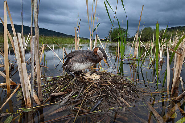 Wall Art - Photograph - Red-necked Grebe At Nest British by Connor Stefanison