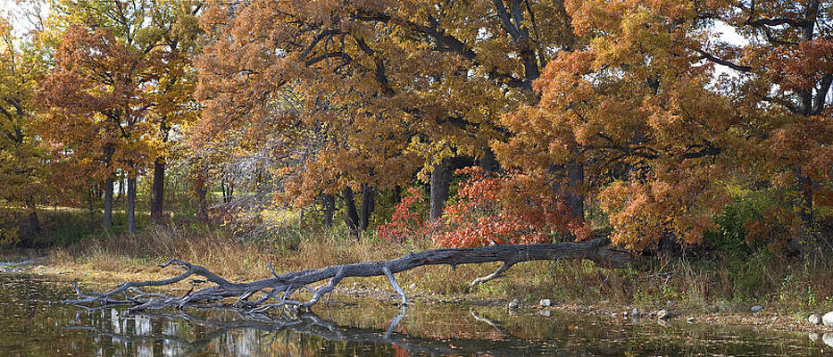 Red Oaks on the Shore by Lynn Hansen Red Oaks on the Shore by Lynn Hansen
