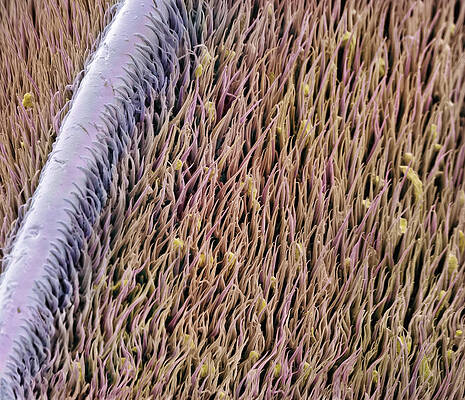 Wall Art - Photograph - Red Palm Weevil Antenna Sem 1822x by Albert Lleal