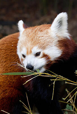 Wall Art - Photograph - Red Panda  Ailurus Fulgens In Captivity by David Kenny