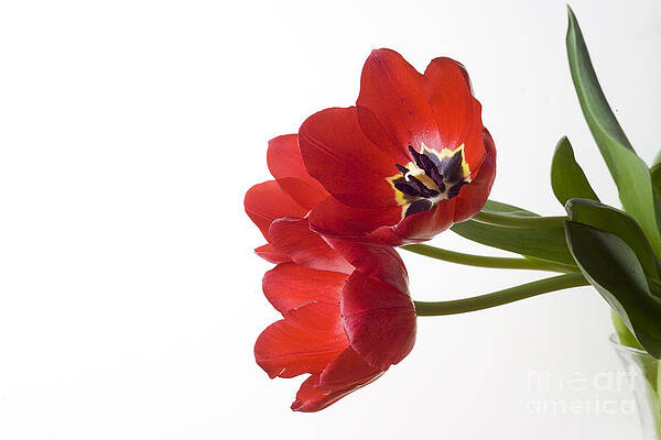 Red Poppies by Christopher Campbell