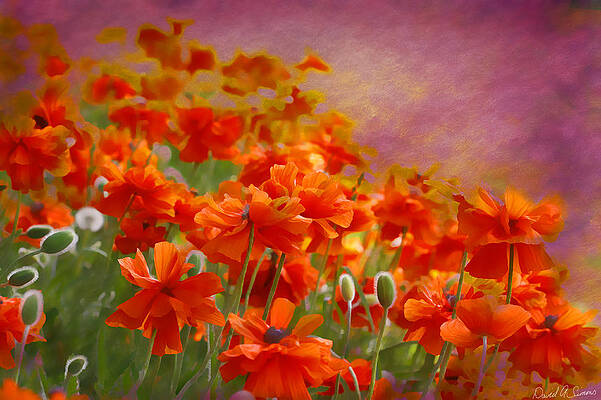 Red Poppies by David Simons