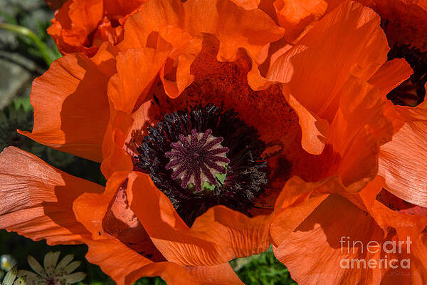 Wall Art - Photograph - Red Poppies Flower by Iris Richardson