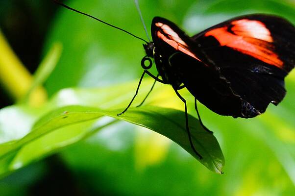 Wall Art - Photograph - Red Postman butterfly on Leaf by Mike Murdock