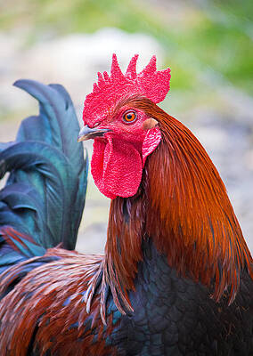 Wall Art - Photograph - Red Rooster by Nicholas Blackwell