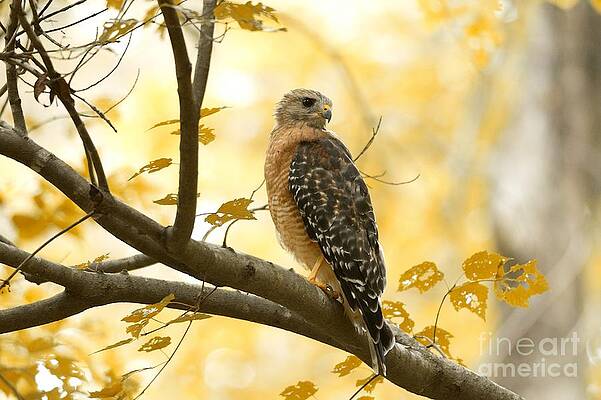 Red Shouldered Hawk by Miguel Celis Red Shouldered Hawk by Miguel Celis