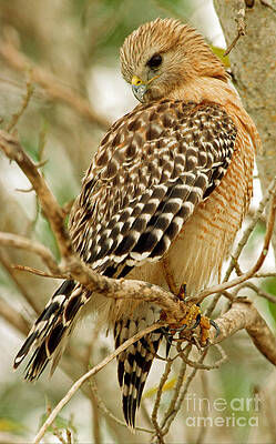 Wall Art - Photograph - Red Shouldered Hawk by Millard H. Sharp