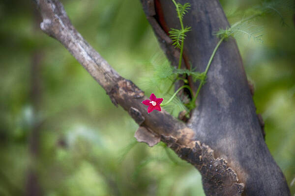 Wall Art - Photograph - Red Simplicity V3 by Douglas Barnard