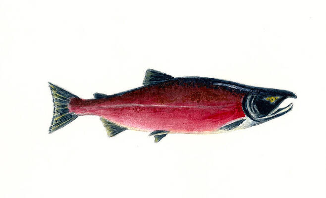 Red Sockeye Salmon by Michael Vigliotti Red Sockeye Salmon by Michael Vigliotti