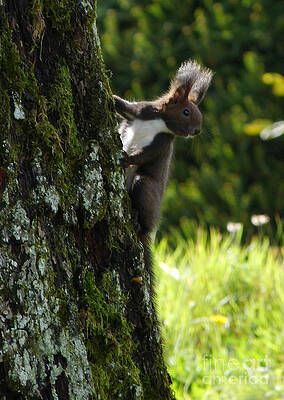 Wall Art - Photograph - Red Squirrel - Austria by Phil Banks