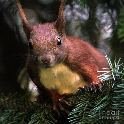 10012 Red Squirrel by Colin Hunt 10012 Red Squirrel by Colin Hunt