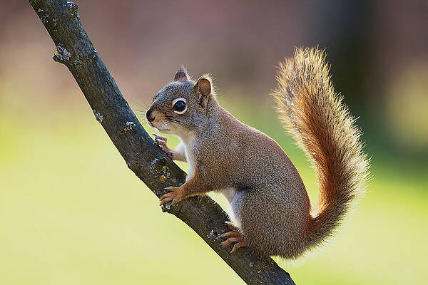 Red Squirrel - Ecureuil roux by Nature and Wildlife Photography Red Squirrel - Ecureuil roux by Nature and Wildlife Photography