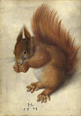 Red Squirrel Print by Hans Hoffmann