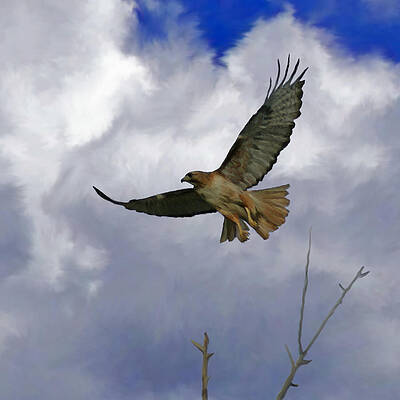 Red Tail Hawk Digital Freehand Painting 1 by Ernie Echols Red Tail Hawk Digital Freehand Painting 1 by Ernie Echols