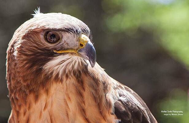 Red Tail Hawk by Mother Turtle Photography Images by Marsia Shuron