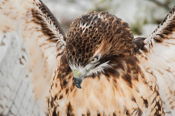 Wall Art - Photograph - Red-Tailed Hawk in Snow by Joye Ardyn Durham