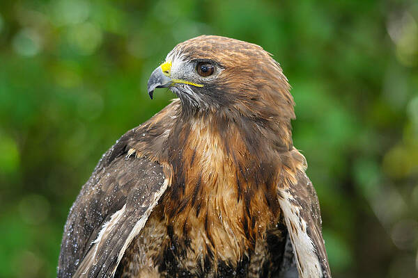 Red-tailed Hawk Close-up by Kimberly Kotzian Red-tailed Hawk Close-up by Kimberly Kotzian