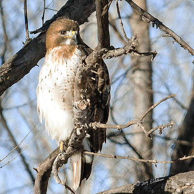 Wall Art - Photograph - Red-tailed Hawk Looking by Ed Peterson