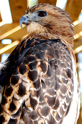 Wall Art - Photograph - Red tailed Hawk  by Optical Playground By MP Ray