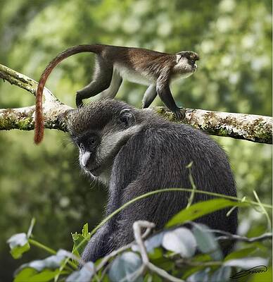 RED-TAILED MONKEY Cercopithecus ascanius by Owen Bell RED-TAILED MONKEY Cercopithecus ascanius by Owen Bell