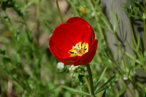 Wall Art - Photograph - Red Tulip by Aimee L Maher ALM GALLERY