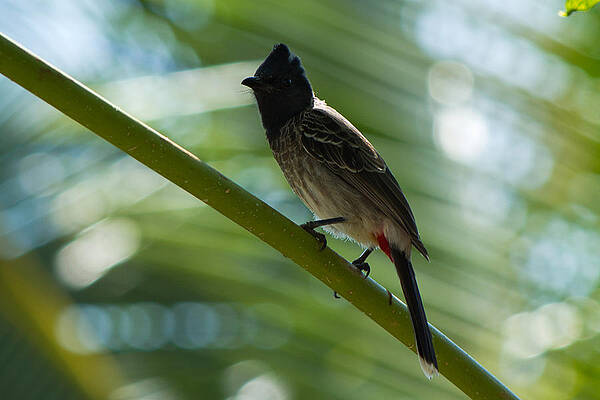 Wall Art - Photograph - Red-vented Bulbul by SAURAVphoto Online Store