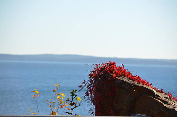 Red Vines on Rock Maine by Lena Hatch Red Vines on Rock Maine by Lena Hatch
