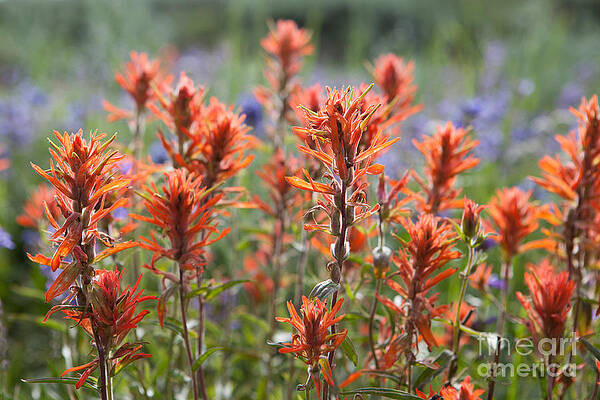 Red Wildflowers by Cindy Singleton Red Wildflowers by Cindy Singleton