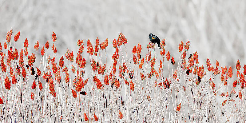 Wall Art - Photograph - Red-winged Blackbird by Steven Ralser