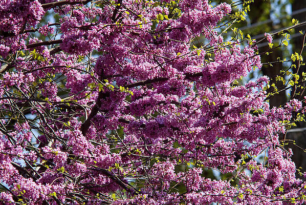 Redbud Tree in Blossom by Thomas Firak Redbud Tree in Blossom by Thomas Firak
