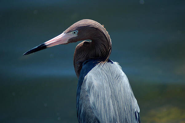 Reddish Egret 3 by David Weeks Reddish Egret 3 by David Weeks