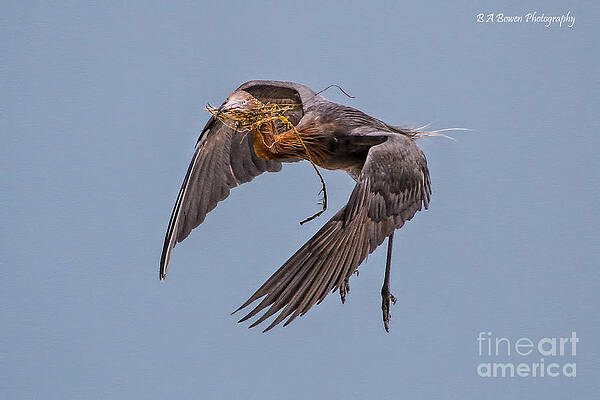 Wall Art - Photograph - Reddish Egret with nest building by Barbara Bowen