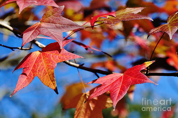 Wall Art - Photograph - Reds of Autumn by Kaye Menner