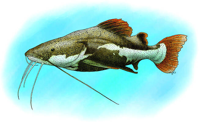 Red Tail Catfish Art for Sale - Pixels