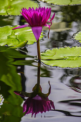 Reflect by Jeremy Perlman