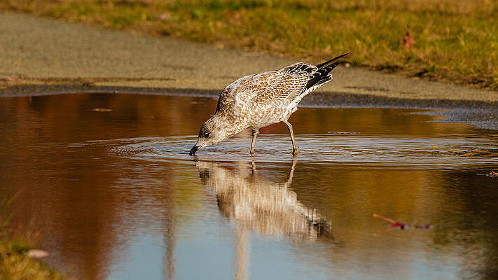 Wall Art - Photograph - Reflection kiss by SAURAVphoto Online Store