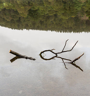 Wall Art - Photograph - Reflection of branch in Coniston Water  by Steven Heap